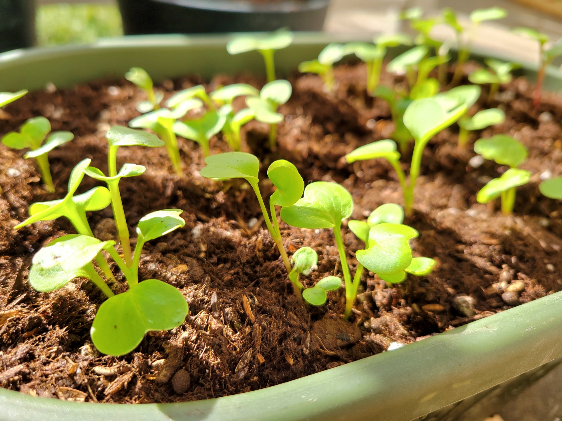プランターで育つ葉物野菜の芽